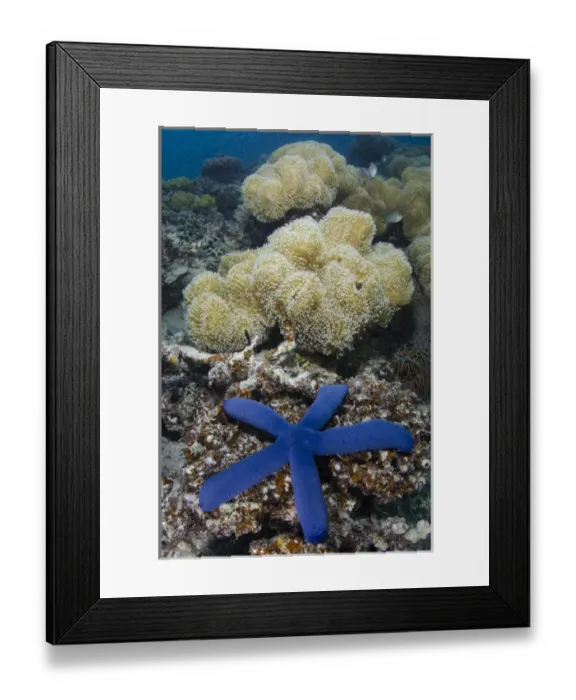 Framed Print : Blue Sea Star (Linckia laevigata), on coral reef, Fiji. South Pacific