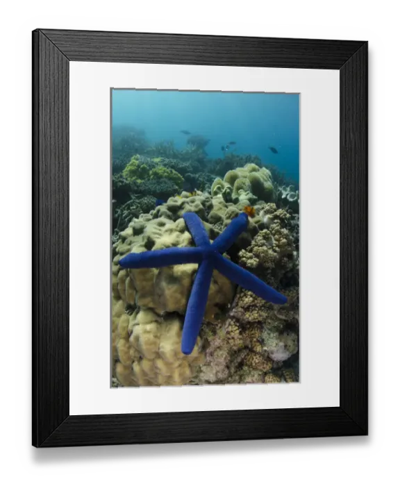 Framed Print : Blue Sea Star (Linckia laevigata), on coral reef, Fiji. South Pacific Framed Print : Blue Sea Star (Linckia laevigata), on coral reef, Fiji. South Pacific