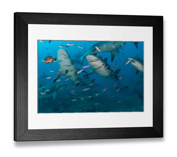 Framed Print : Bull Shark (Carcharhinus leucas), Commercial shark feeding, Benga Lagoon, Viti Levu, Fiji Framed Print : Bull Shark (Carcharhinus leucas), Commercial shark feeding, Benga Lagoon, Viti Levu, Fiji