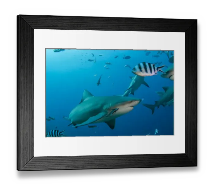 Framed Print : Bull Shark (Carcharhinus leucas), Commercial shark feeding, Benga Lagoon, Viti Levu, Fiji Framed Print : Bull Shark (Carcharhinus leucas), Commercial shark feeding, Benga Lagoon, Viti Levu, Fiji