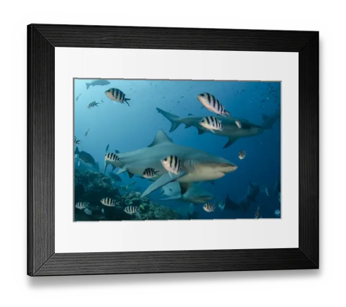 Framed Print : Bull Shark (Carcharhinus leucas), Commercial shark feeding, Benga Lagoon, Viti Levu, Fiji Framed Print : Bull Shark (Carcharhinus leucas), Commercial shark feeding, Benga Lagoon, Viti Levu, Fiji