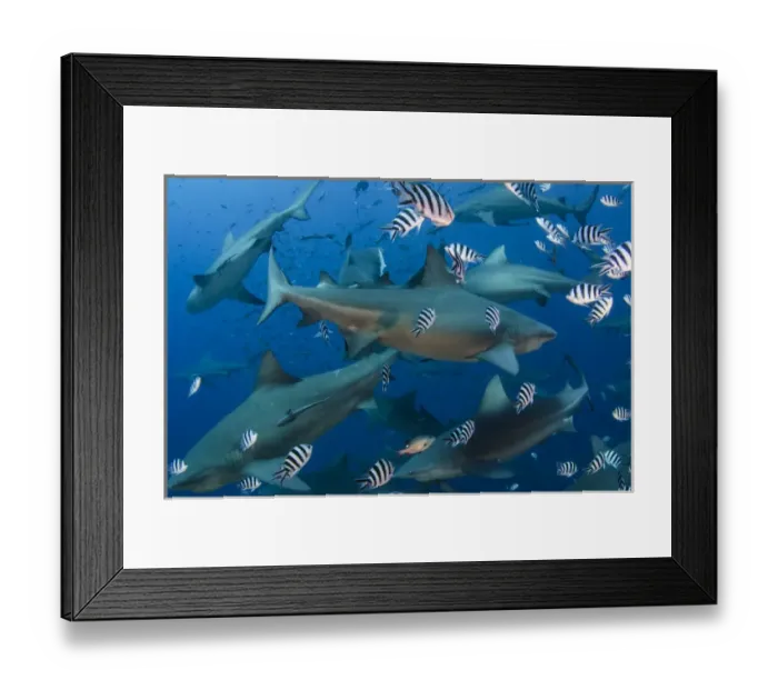 Framed Print : Bull Shark (Carcharhinus leucas), Commercial shark feeding, Benga Lagoon, Viti Levu, Fiji Framed Print : Bull Shark (Carcharhinus leucas), Commercial shark feeding, Benga Lagoon, Viti Levu, Fiji