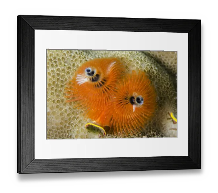 Framed Print : Christmas Tree Worm (Spirobranchus spp. ) Fiji. South Pacific Framed Print : Christmas Tree Worm (Spirobranchus spp. ) Fiji. South Pacific