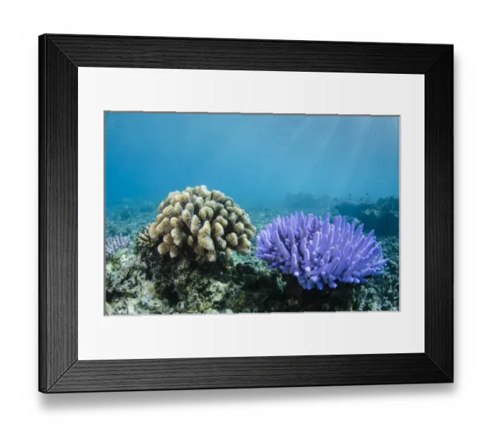 Framed Print : Coral Reef Diversity, Fiji. South Pacific Framed Print : Coral Reef Diversity, Fiji. South Pacific