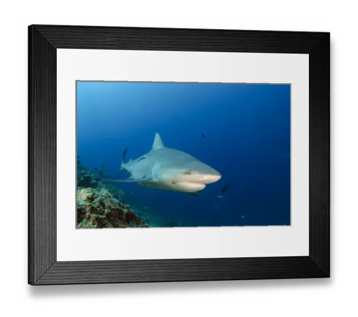Framed Print : Bull Shark (Carcharhinus leucas), Commercial shark feeding, Benga Lagoon, Viti Levu, Fiji Framed Print : Bull Shark (Carcharhinus leucas), Commercial shark feeding, Benga Lagoon, Viti Levu, Fiji