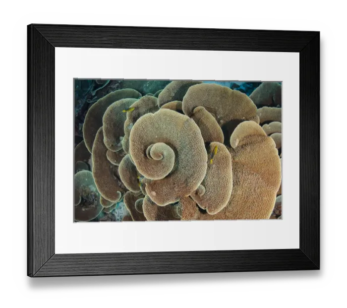 Framed Print : Cabbbage sheet coral (Agaricia sp. ), Rainbow Reef, Fiji. South Pacific Framed Print : Cabbbage sheet coral (Agaricia sp. ), Rainbow Reef, Fiji. South Pacific