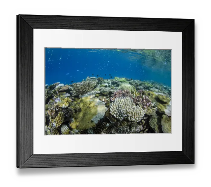 Framed Print : Coral Reef Diversity, Fiji. South Pacific Framed Print : Coral Reef Diversity, Fiji. South Pacific