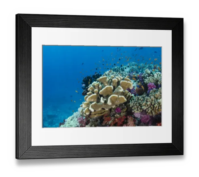 Framed Print : Coral Reef Diversity, Fiji. South Pacific
