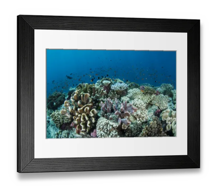 Framed Print : Coral Reef Diversity, Fiji. South Pacific