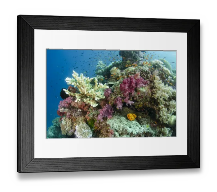Framed Print : Coral Reef Diversity, Fiji. South Pacific Framed Print : Coral Reef Diversity, Fiji. South Pacific