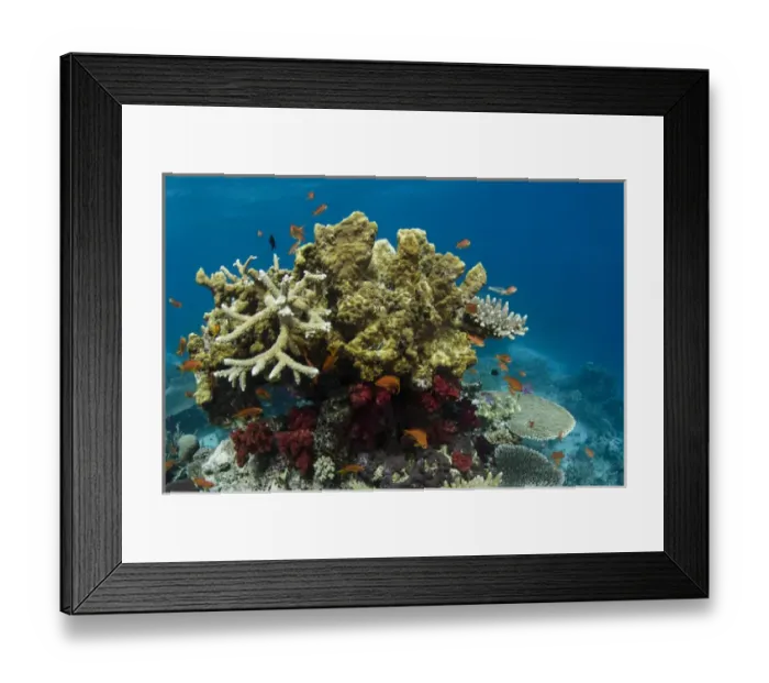 Framed Print : Coral Reef Diversity, Rainbow Reef, Fiji. South Pacific Framed Print : Coral Reef Diversity, Rainbow Reef, Fiji. South Pacific