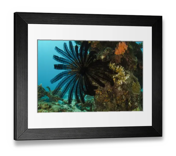Framed Print : Feather Star (Comasteridae) & coral reef diversity, Rainbow Reef, Fiji. South Pacific Framed Print : Feather Star (Comasteridae) & coral reef diversity, Rainbow Reef, Fiji. South Pacific