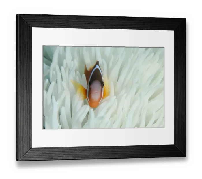 Framed Print : Fiji Anemonefish (Amphiprion barberi), Sheltering in host anemone for protection, Fiji Framed Print : Fiji Anemonefish (Amphiprion barberi), Sheltering in host anemone for protection, Fiji