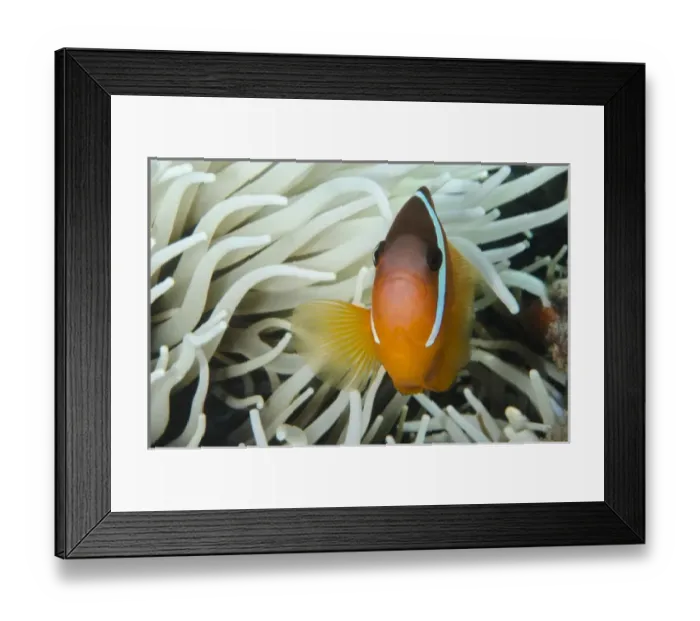 Framed Print : Fiji Anemonefish (Amphiprion barberi), Sheltering in host anemone for protection, Fiji Framed Print : Fiji Anemonefish (Amphiprion barberi), Sheltering in host anemone for protection, Fiji