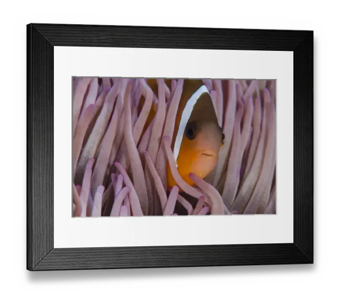 Framed Print : Fiji Anemonefish (Amphiprion barberi), Sheltering in host anemone for protection, Fiji