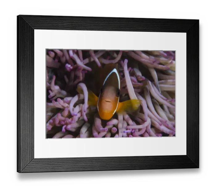 Framed Print : Fiji Anemonefish (Amphiprion barberi), Sheltering in host anemone for protection, Fiji Framed Print : Fiji Anemonefish (Amphiprion barberi), Sheltering in host anemone for protection, Fiji