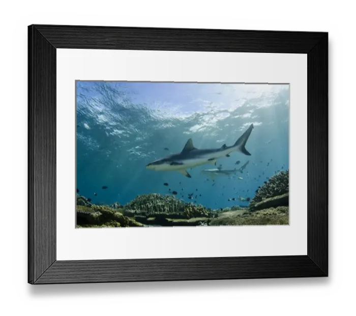 Framed Print : Grey Reef Shark (Carcharhinus amblyrhynchos), In shallow water on coral reef, Benga Lagoon Framed Print : Grey Reef Shark (Carcharhinus amblyrhynchos), In shallow water on coral reef, Benga Lagoon