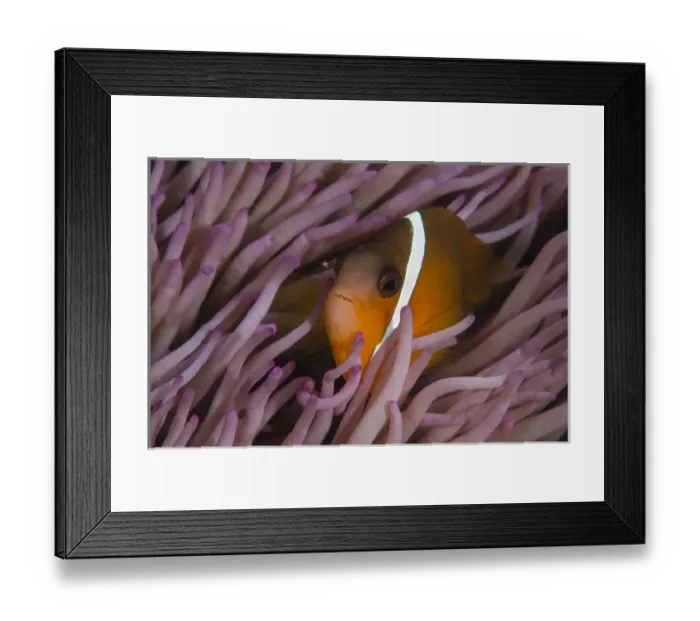Framed Print : Fiji Anemonefish (Amphiprion barberi), Sheltering in host anemone for protection, Fiji Framed Print : Fiji Anemonefish (Amphiprion barberi), Sheltering in host anemone for protection, Fiji