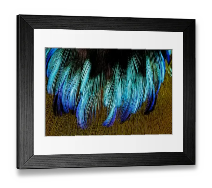 Framed Print : Chest feathers of Mot Mot Framed Print : Chest feathers of Mot Mot