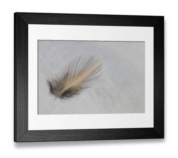 Framed Print : Egyptian Goose Feathers Framed Print : Egyptian Goose Feathers