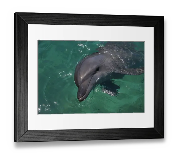 Framed Print : Dolphin in the habour of Honiara, capital of the Salomon Islands, Pacific