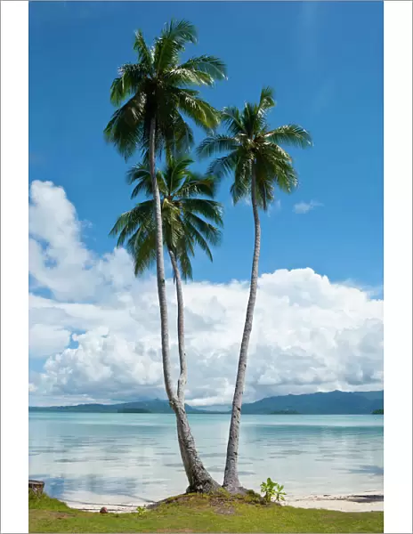 Lonely palm tree in the Marowo Lagoon, Salomon Islands, Pacific