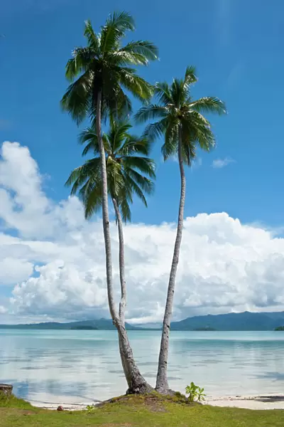 Lonely palm tree in the Marowo Lagoon, Salomon Islands, Pacific