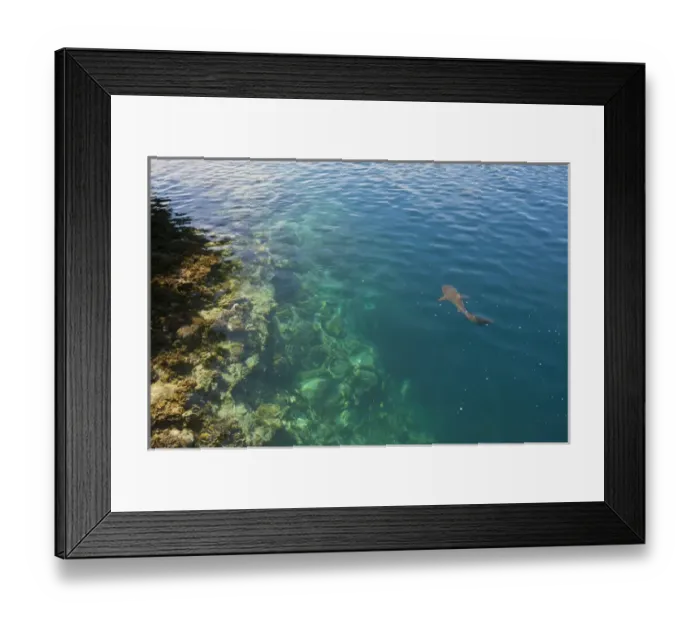 Framed Print : Black tipped sharks in hte crystal clear waters of the Marowo Lagoon, Salomon Islands Framed Print : Black tipped sharks in hte crystal clear waters of the Marowo Lagoon, Salomon Islands