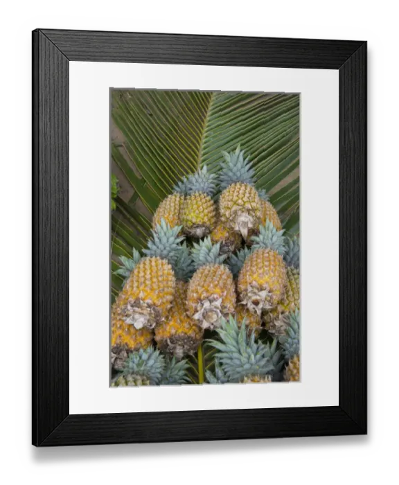 Framed Print : Kingdom of Tonga, Vava u Islands, Neiafu. Local produce market, pineapples