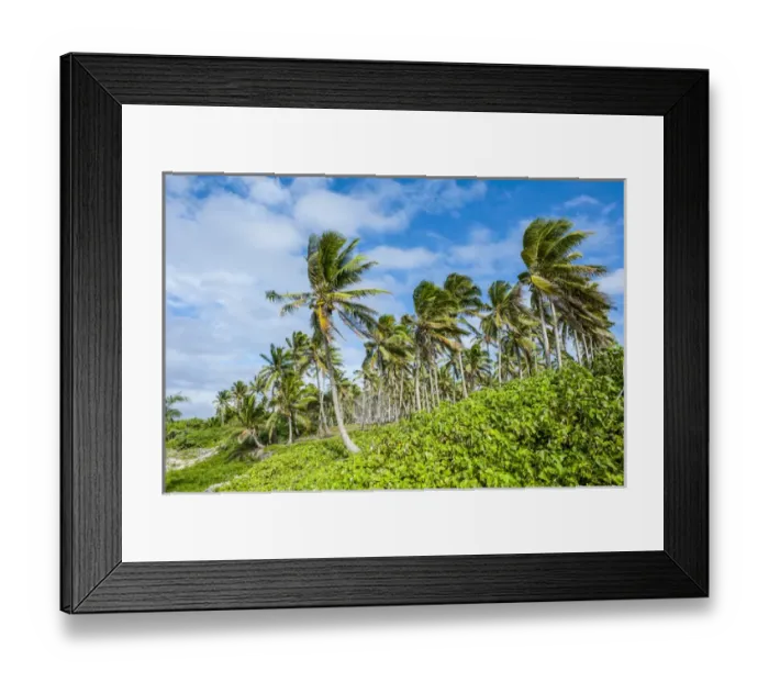 Framed Print : Palm trees in Haa'apai, Haapai, islands, Tonga, South Pacific Framed Print : Palm trees in Haa'apai, Haapai, islands, Tonga, South Pacific