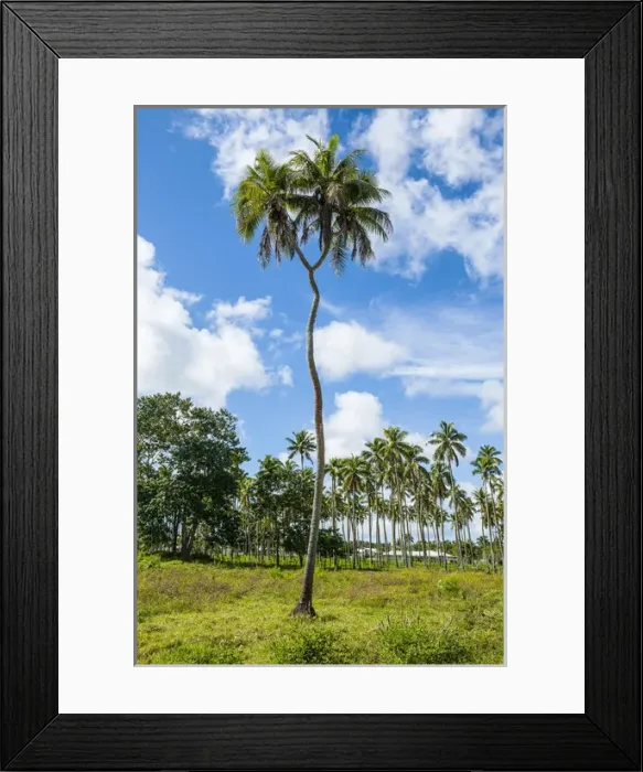 Framed Print : Very rare double headed palm tree, Tongatapu, Tonga, South Pacific