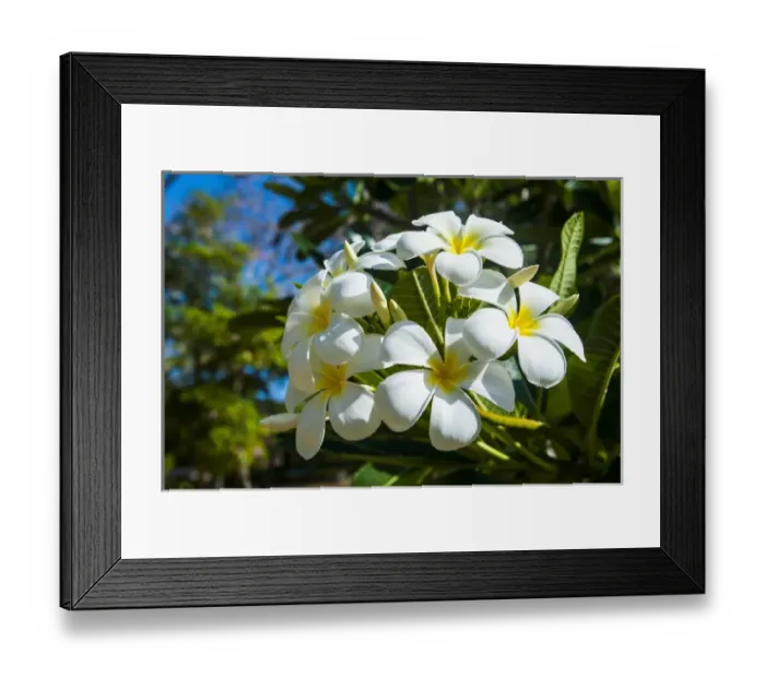 Framed Print : Frangipani (Plumeria) Saipan, Northern Marianas, Central Pacific Framed Print : Frangipani (Plumeria) Saipan, Northern Marianas, Central Pacific