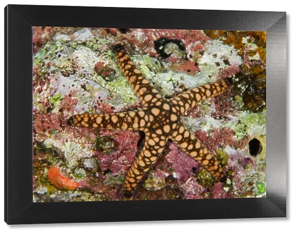 Indian Sea Star (Fromia indica), Rainbow Reef, Fiji. South Pacific