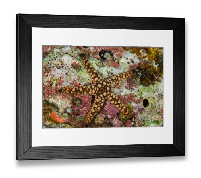 Framed Print : Indian Sea Star (Fromia indica), Rainbow Reef, Fiji. South Pacific Framed Print : Indian Sea Star (Fromia indica), Rainbow Reef, Fiji. South Pacific