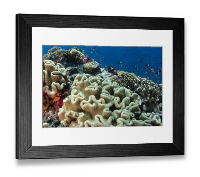 Framed Print : Leather Coral (Alcyonacea), Fiji. South Pacific Coral reef diversity
