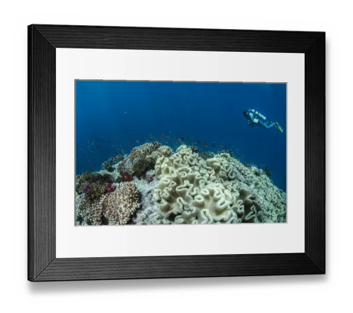 Framed Print : Leather Coral (Alcyonacea), Fiji. South Pacific Coral reef diversity