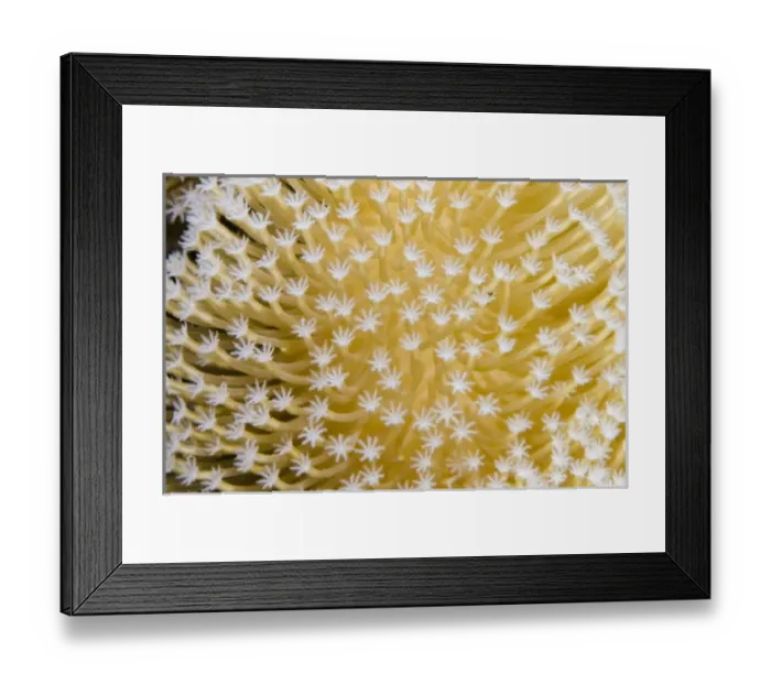 Framed Print : Leather Coral (Alcyonacea), Fiji. South Pacific, Coral reef diversity Framed Print : Leather Coral (Alcyonacea), Fiji. South Pacific, Coral reef diversity