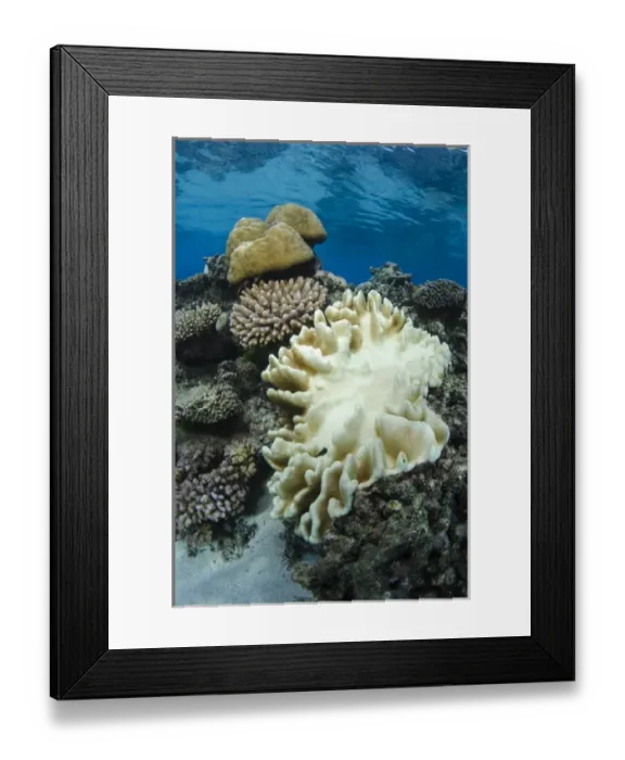 Framed Print : Leather Coral (Alcyonacea), Fiji. South Pacific, Coral reef diversity