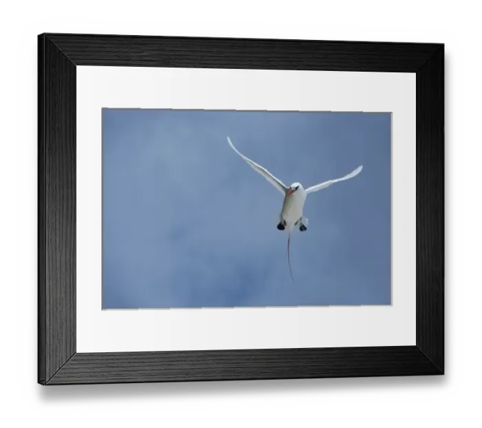 Framed Print : Cook Islands, Aitutaki, Honeymoon Island. Red-tailed tropicbird in flight Framed Print : Cook Islands, Aitutaki, Honeymoon Island. Red-tailed tropicbird in flight