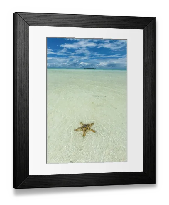 Framed Print : Sea star in the sand on the Rock islands, Palau, Central Pacific Framed Print : Sea star in the sand on the Rock islands, Palau, Central Pacific