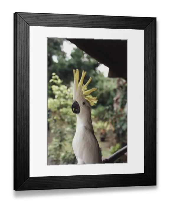 Framed Print : Micronesia, Palau, Sulphur-crested Cockatoo (Cacatua Galerita)