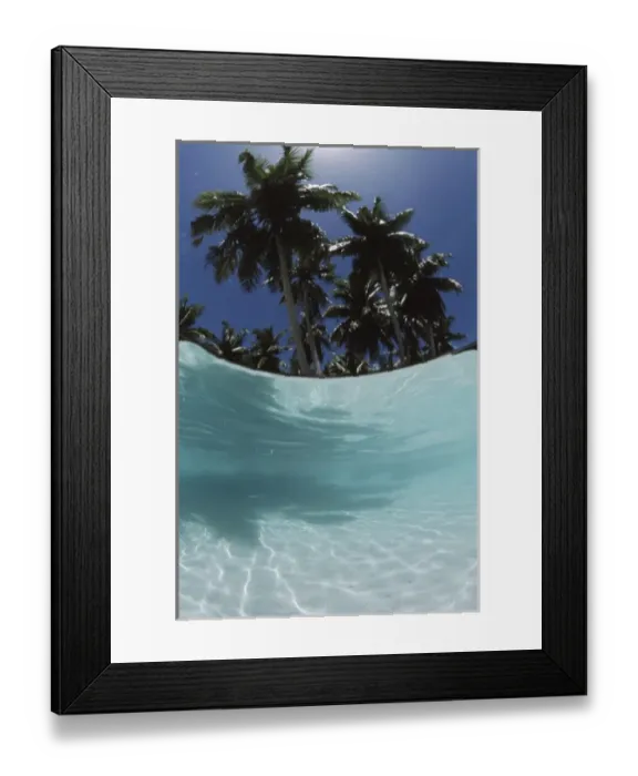 Framed Print : Palau, View of Islands tree, World Heritage Site Framed Print : Palau, View of Islands tree, World Heritage Site