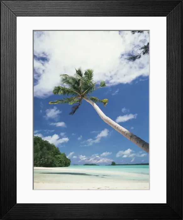 Framed Print : Palau, Palm trees along tropical beach