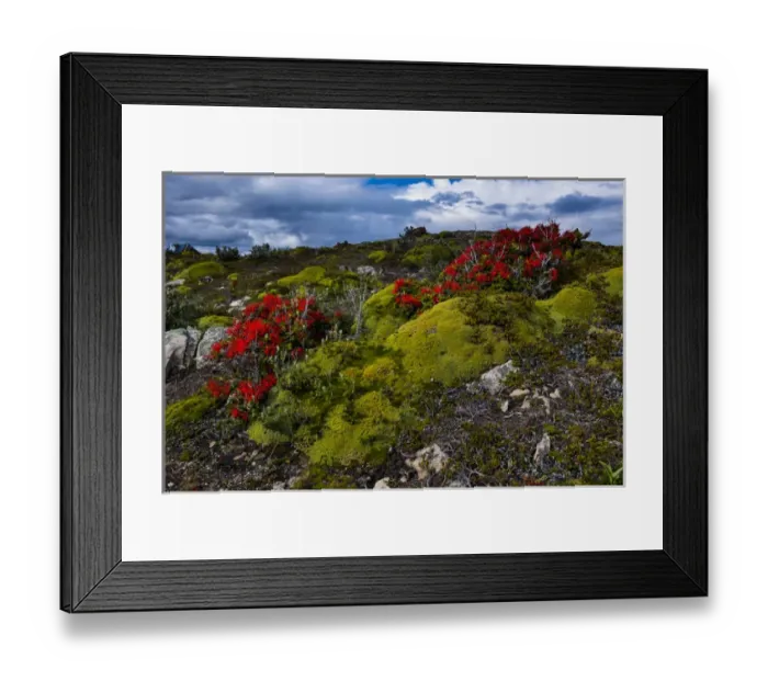 Framed Print : Colourful moss on an island in the Beagle channel, Ushuaia, Tierra del Fuego, Argentina Framed Print : Colourful moss on an island in the Beagle channel, Ushuaia, Tierra del Fuego, Argentina