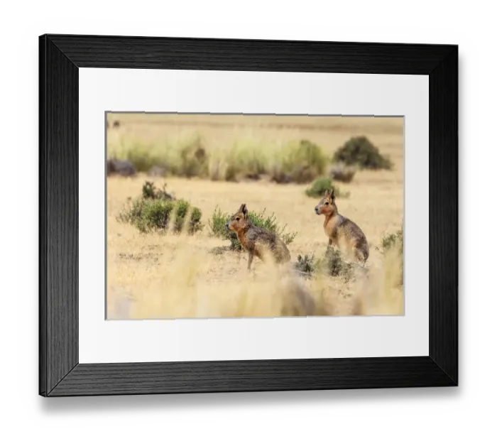 Framed Print : Patagonian Hare Framed Print : Patagonian Hare