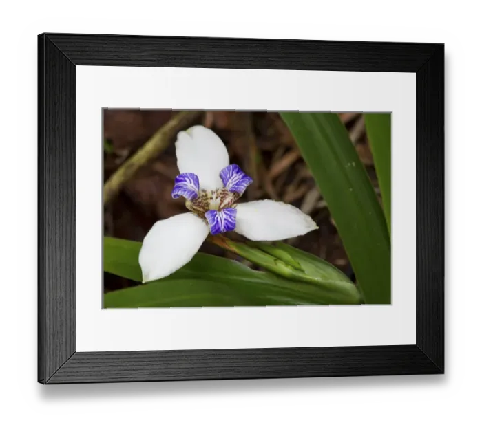Framed Print : Iguazu Falls, Argentina, Iridaceae Framed Print : Iguazu Falls, Argentina, Iridaceae