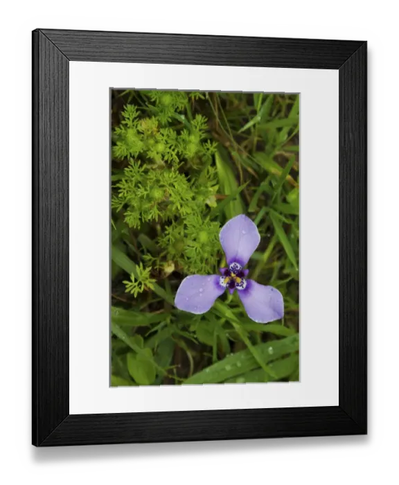 Framed Print : Ibera Marshes, Tres puntas, Iridaceae