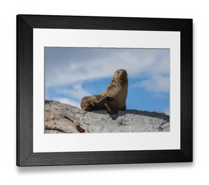 Framed Print : Sea lions, Beagle channel, Argentina, South America