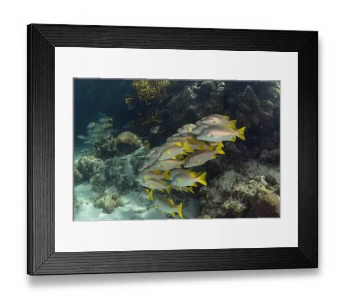 Framed Print : Schoolmaster (Lutjanus apodus), Halfmoon Caye, Lighthouse Reef Atoll, Belize, Central Framed Print : Schoolmaster (Lutjanus apodus), Halfmoon Caye, Lighthouse Reef Atoll, Belize, Central
