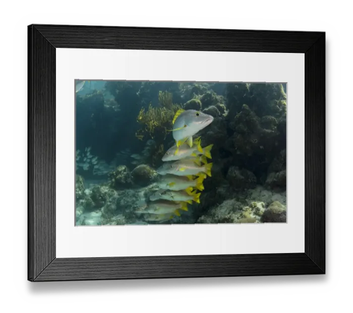 Framed Print : Schoolmaster (Lutjanus apodus), Halfmoon Caye, Lighthouse Reef Atoll, Belize, Central Framed Print : Schoolmaster (Lutjanus apodus), Halfmoon Caye, Lighthouse Reef Atoll, Belize, Central